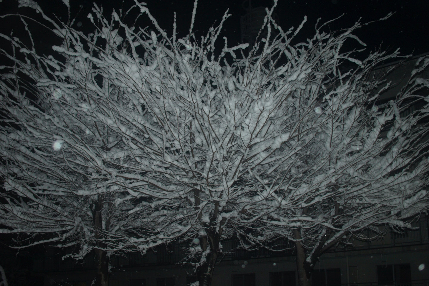 2009.01.25-07.jpg