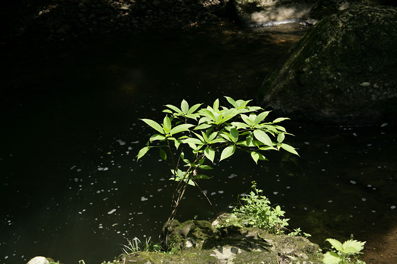 2006.06.20-01.jpg